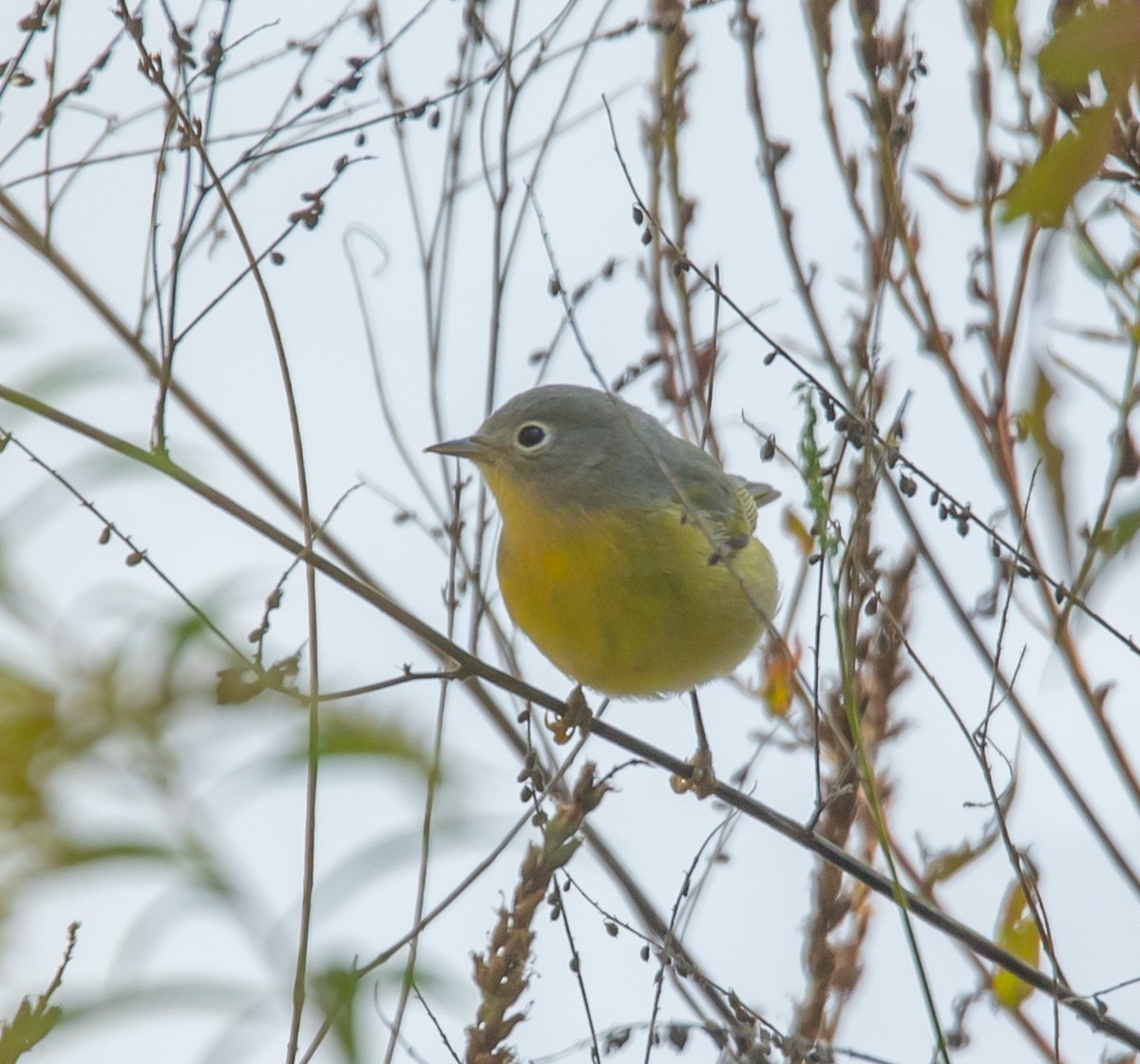 Nashville Warbler - ML642536663