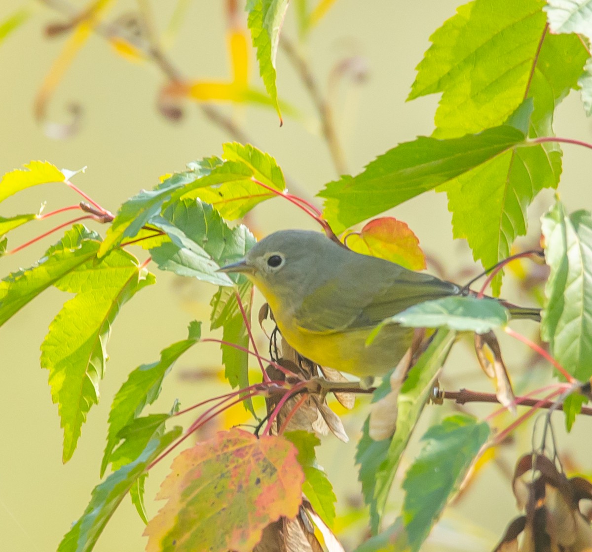 Nashville Warbler - ML642536664
