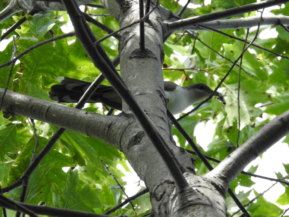 kukačka dešťová - ML642536665