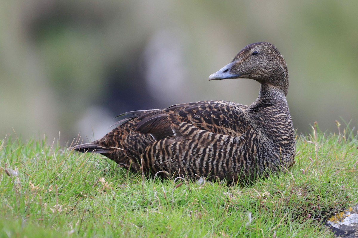 Common Eider (Faroe Is.) - Emil Schmid-Egger