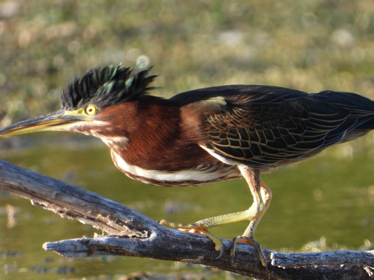 Green Heron - ML642536676