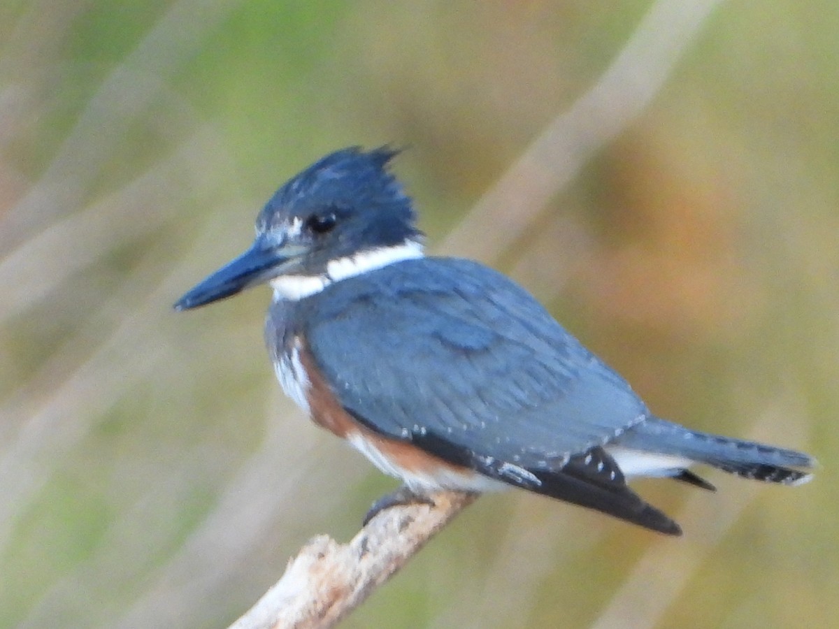 Belted Kingfisher - ML642536680