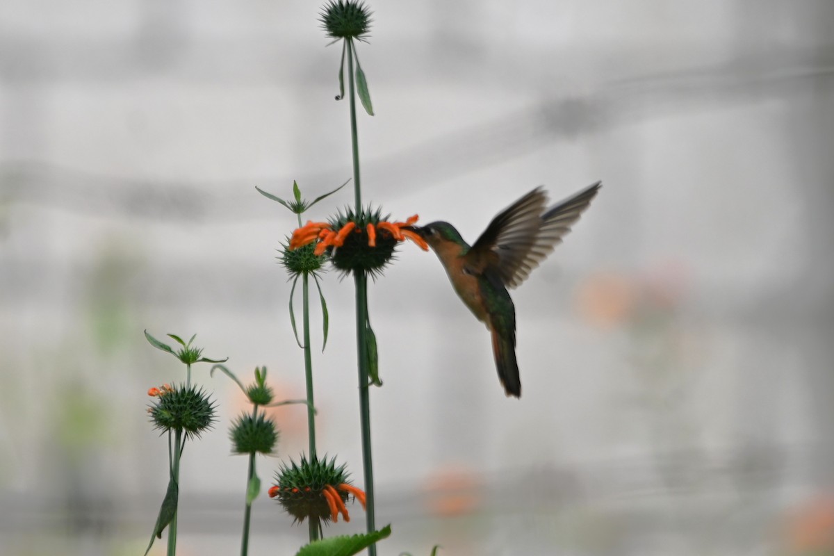 Rufous Sabrewing - ML642536681