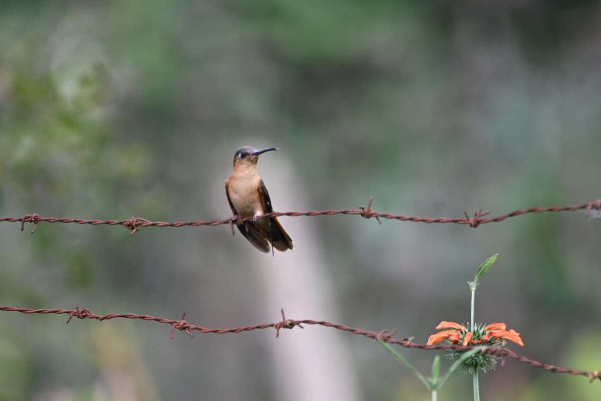 Rufous Sabrewing - ML642536682