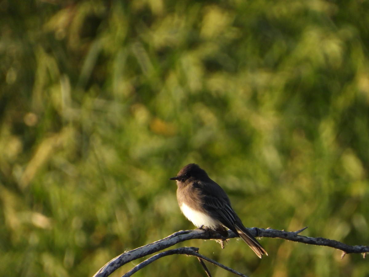 Black Phoebe - ML642536685
