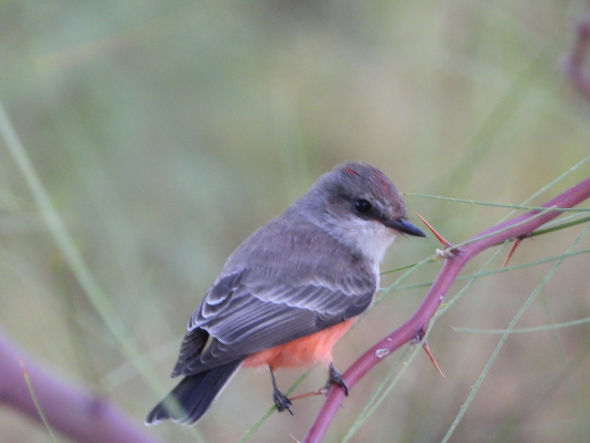 Vermilion Flycatcher - ML642536689