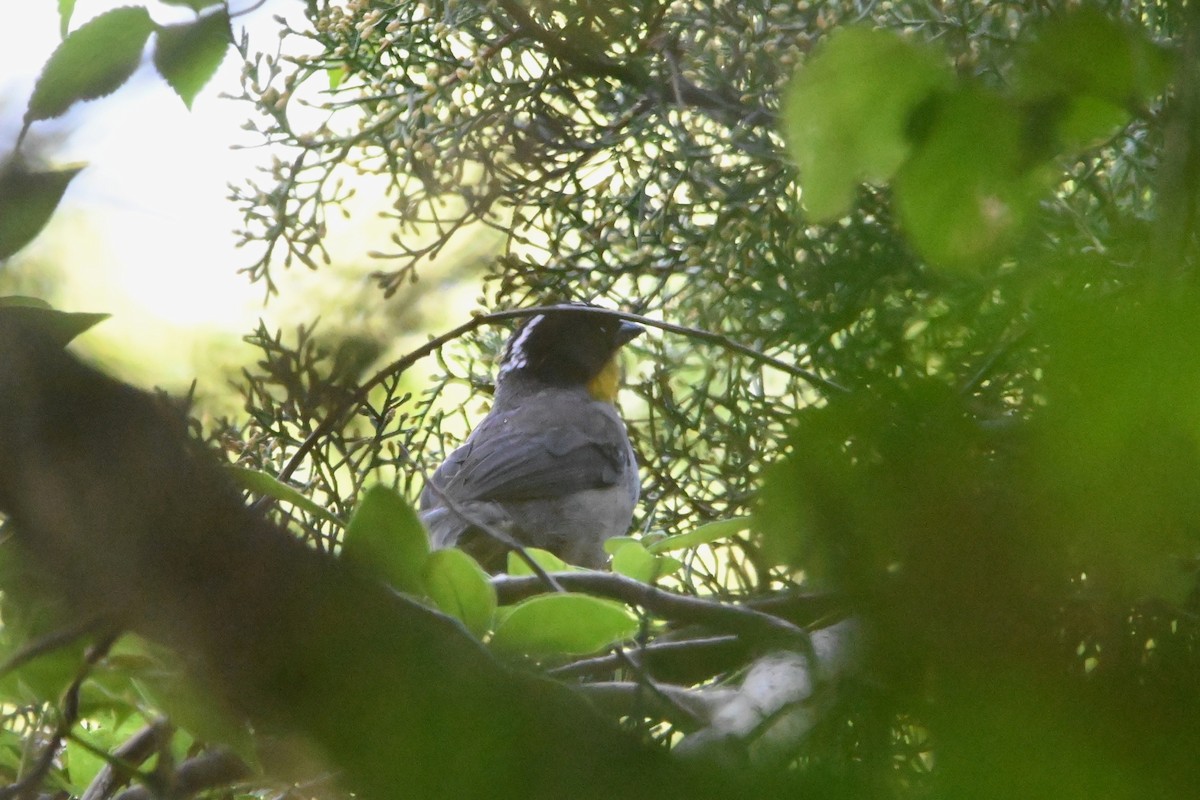 White-naped Brushfinch - ML642536690