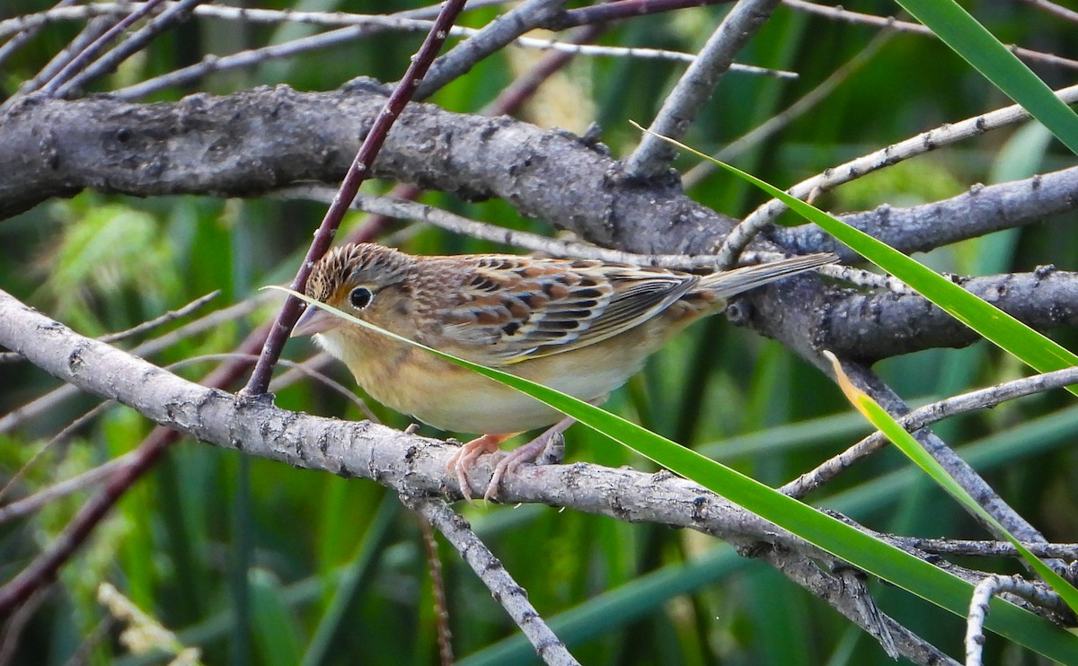 Grasshopper Sparrow - ML642536701