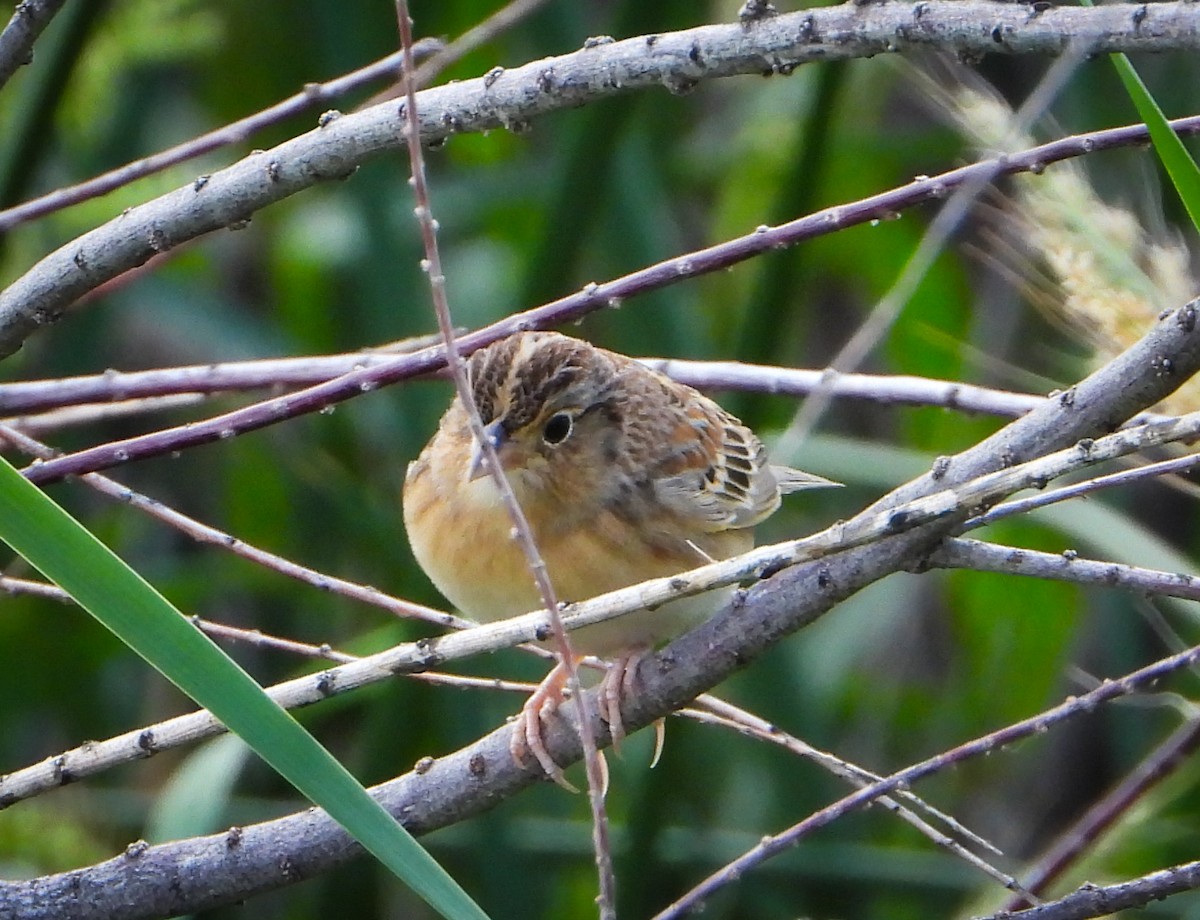 Grasshopper Sparrow - ML642536705