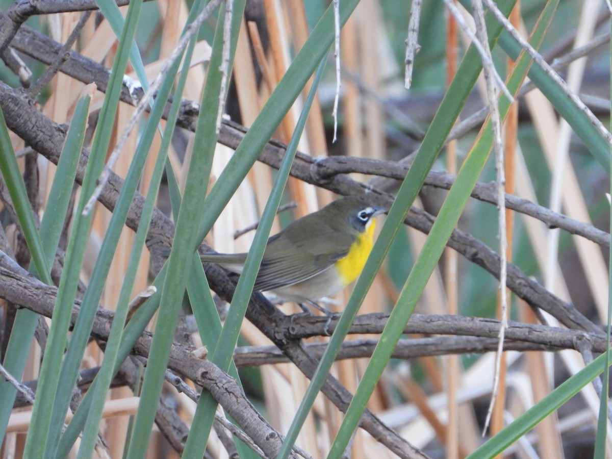 Yellow-breasted Chat - ML642536708