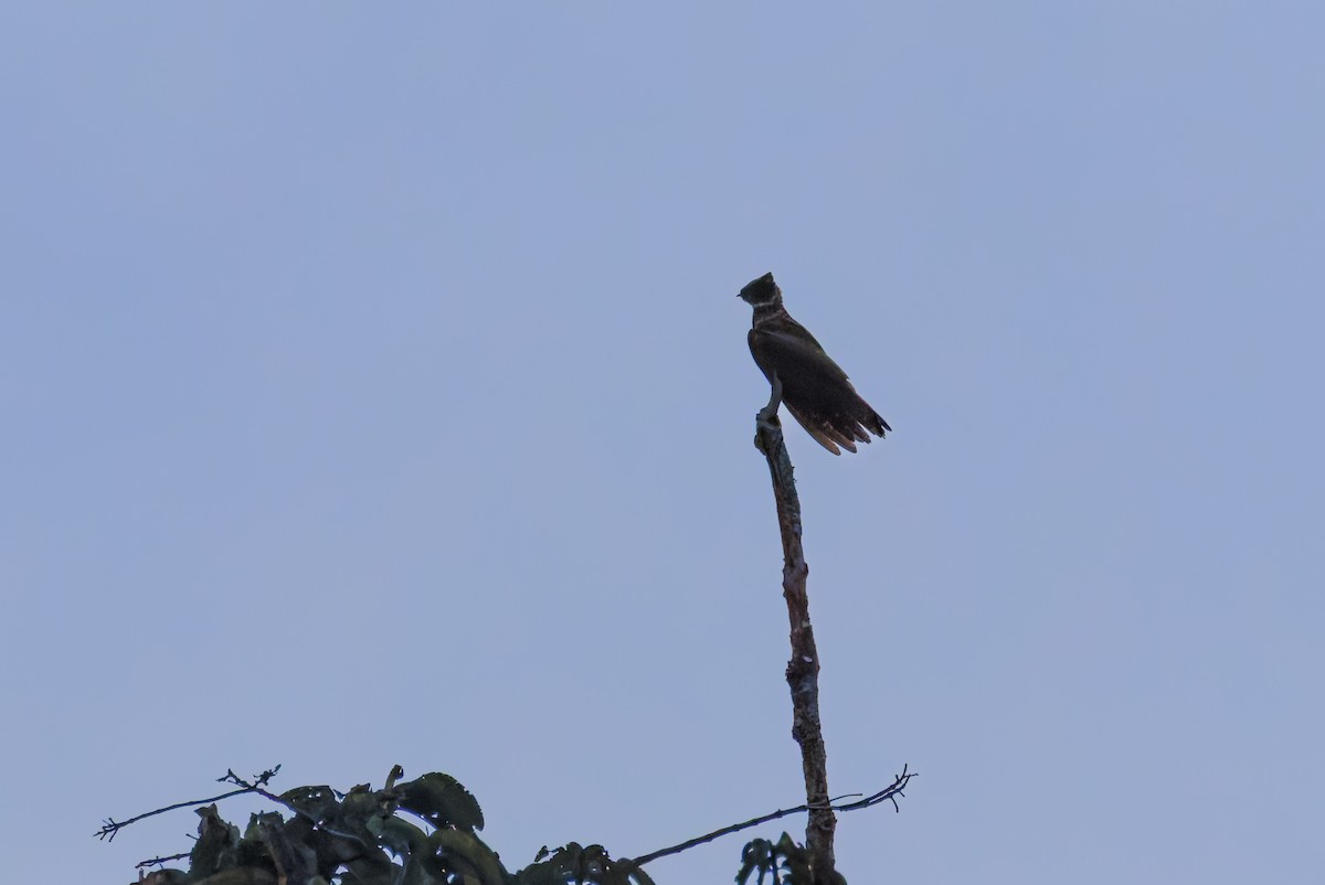Great Eared-Nightjar - ML642536712