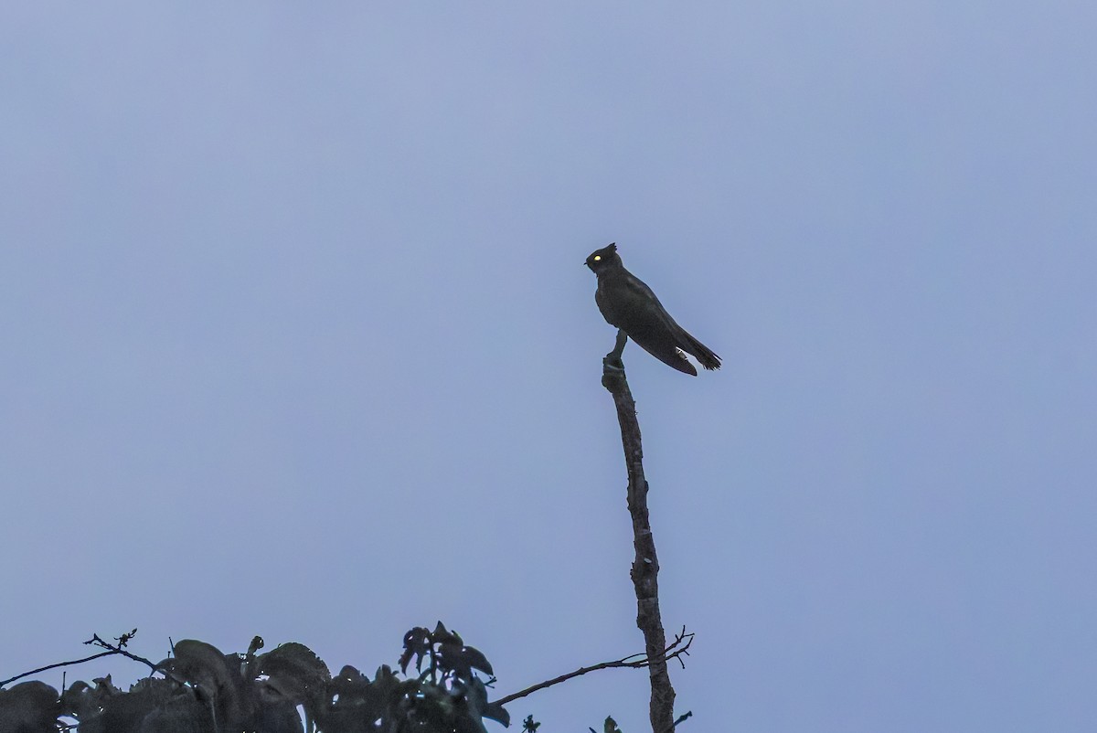 Great Eared-Nightjar - ML642536713