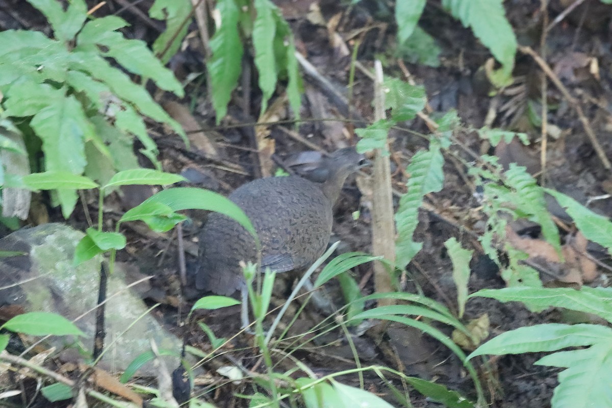 Great Tinamou - ML642536722