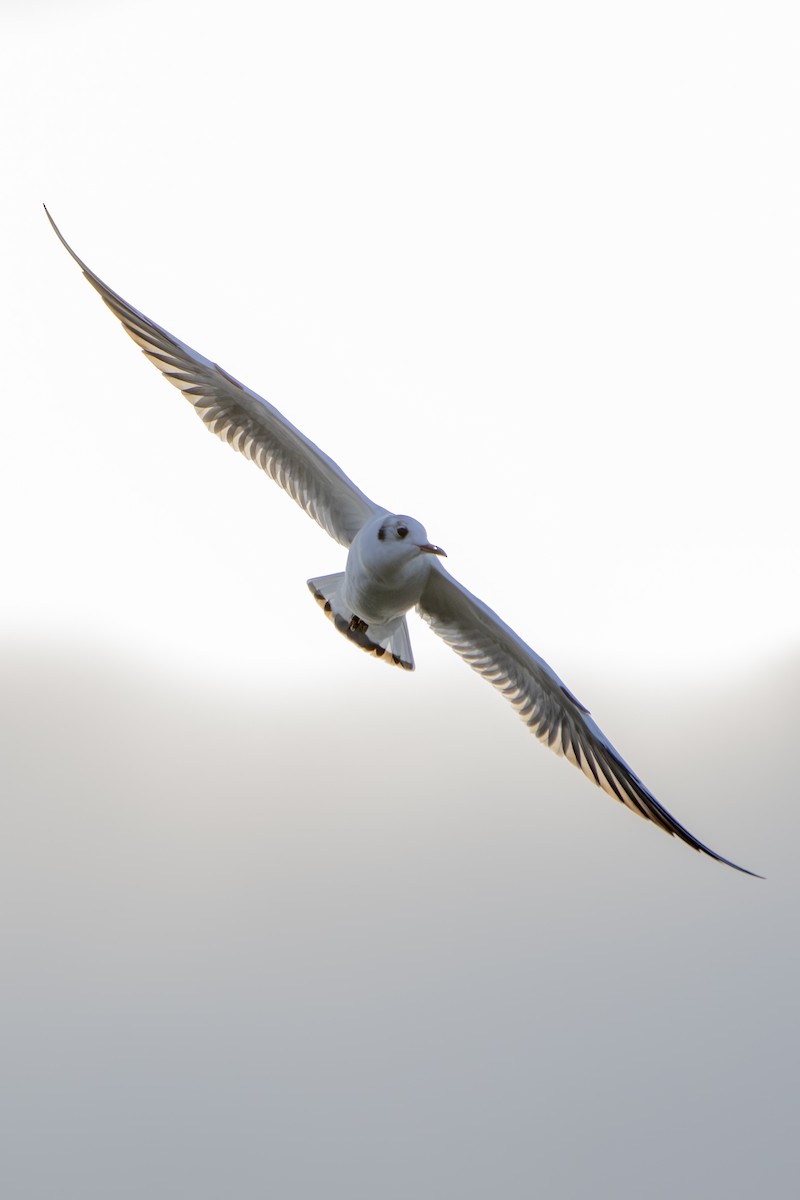 Black-headed Gull - ML642536749