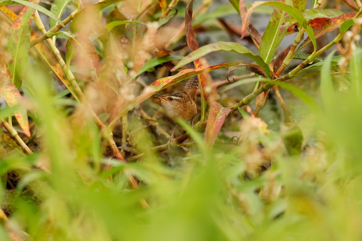Marsh Wren - ML642536767