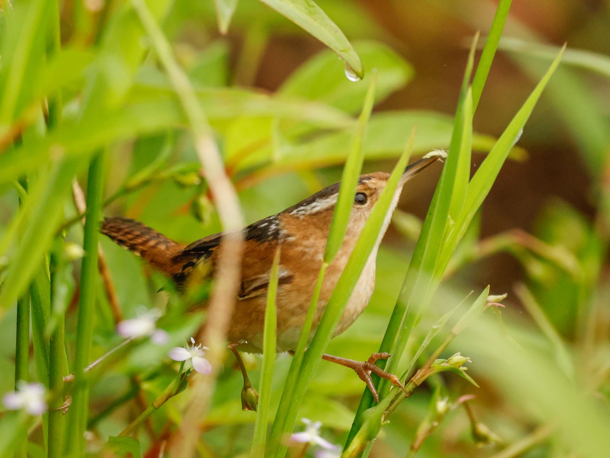 Marsh Wren - ML642536768