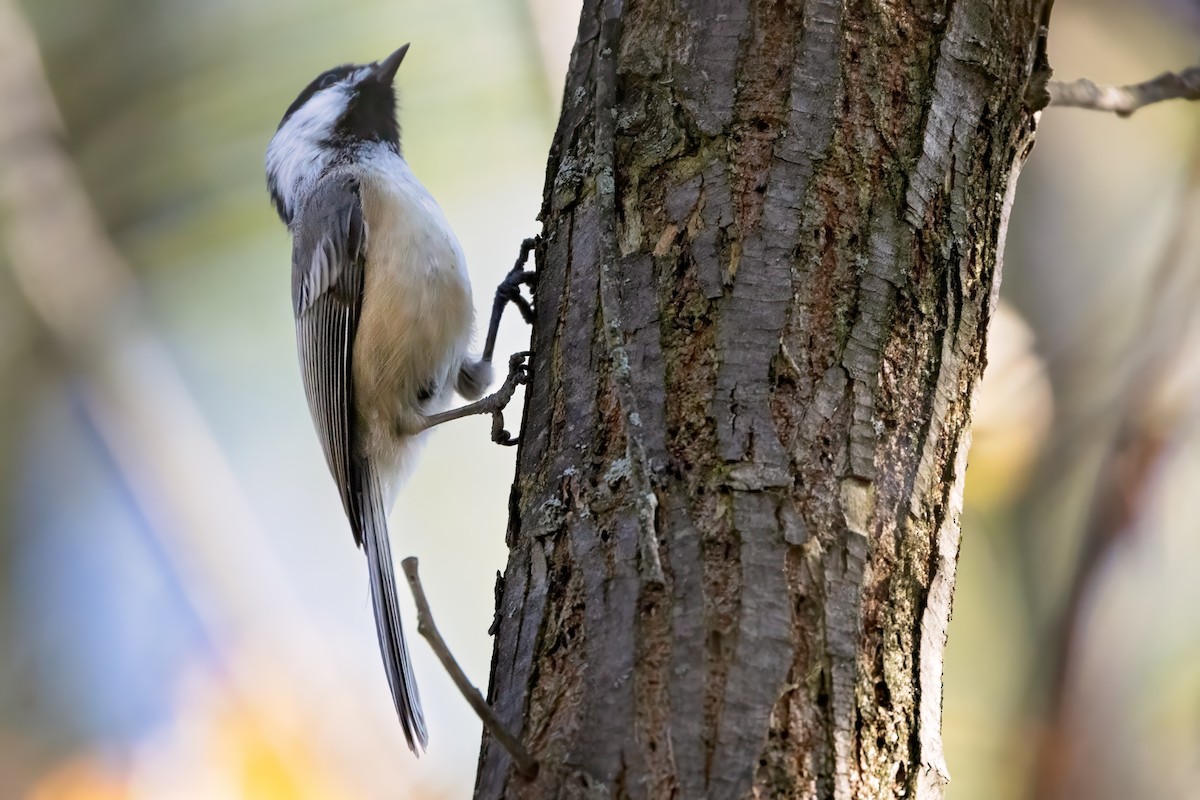 Black-capped Chickadee - ML642536777