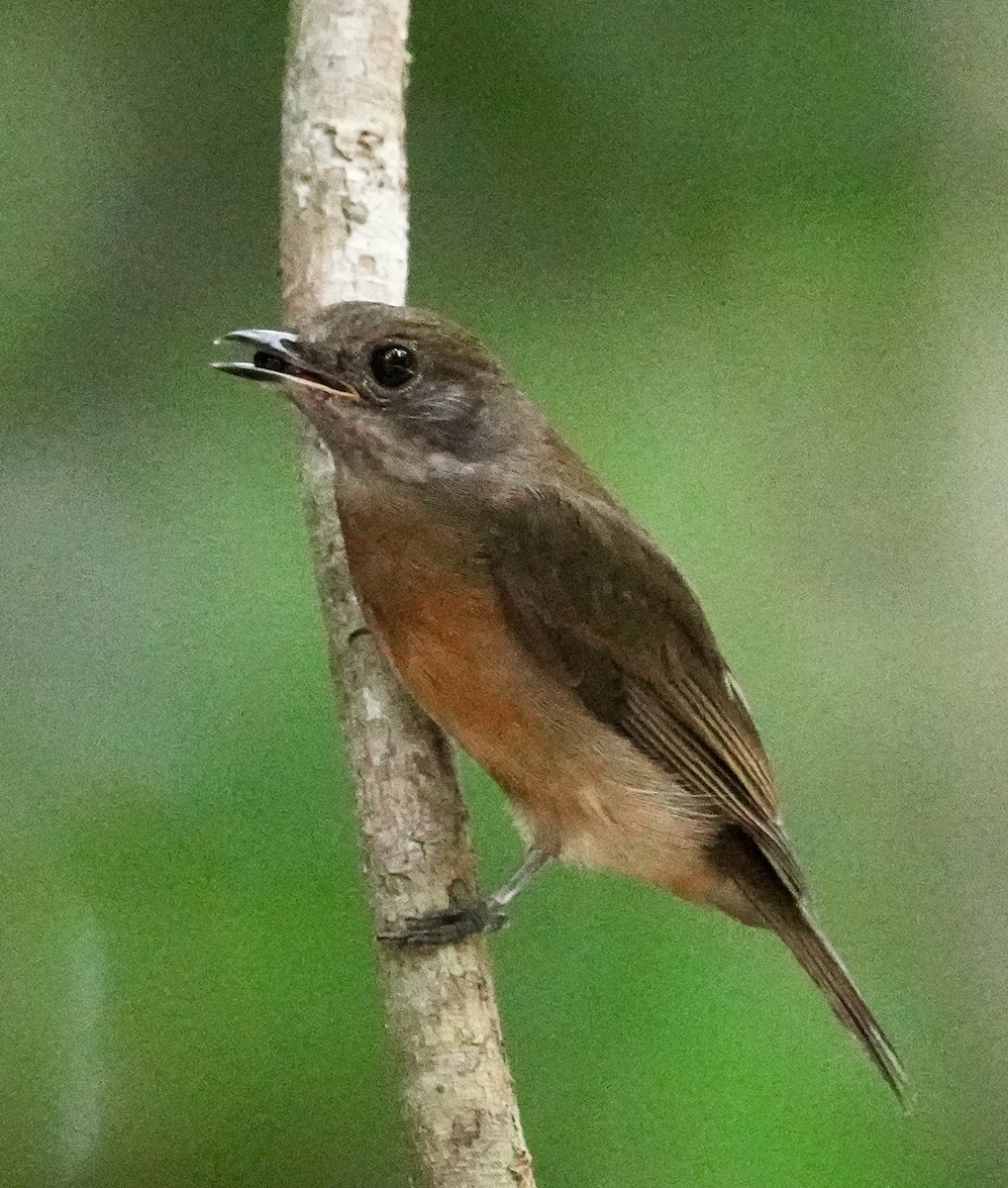 Flame-crowned Manakin - ML642536788