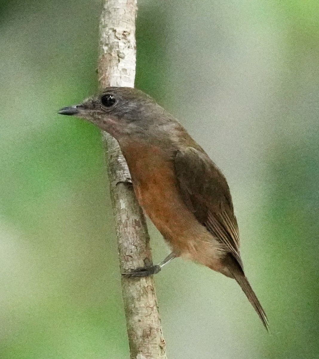 Flame-crowned Manakin - ML642536789