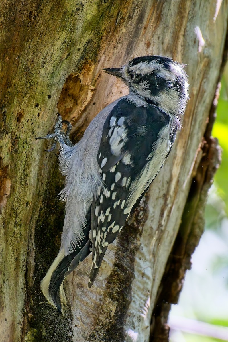 Downy Woodpecker - ML642536808