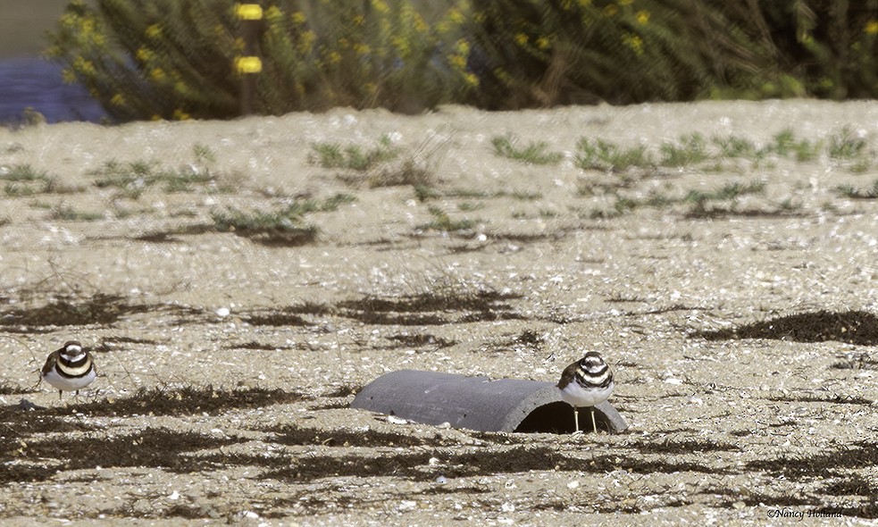 Killdeer - ML642536828