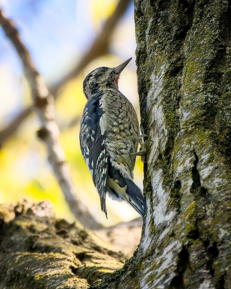 Yellow-bellied Sapsucker - ML642536829