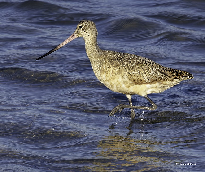 Marbled Godwit - ML642536845