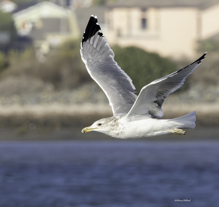 California Gull - ML642536857