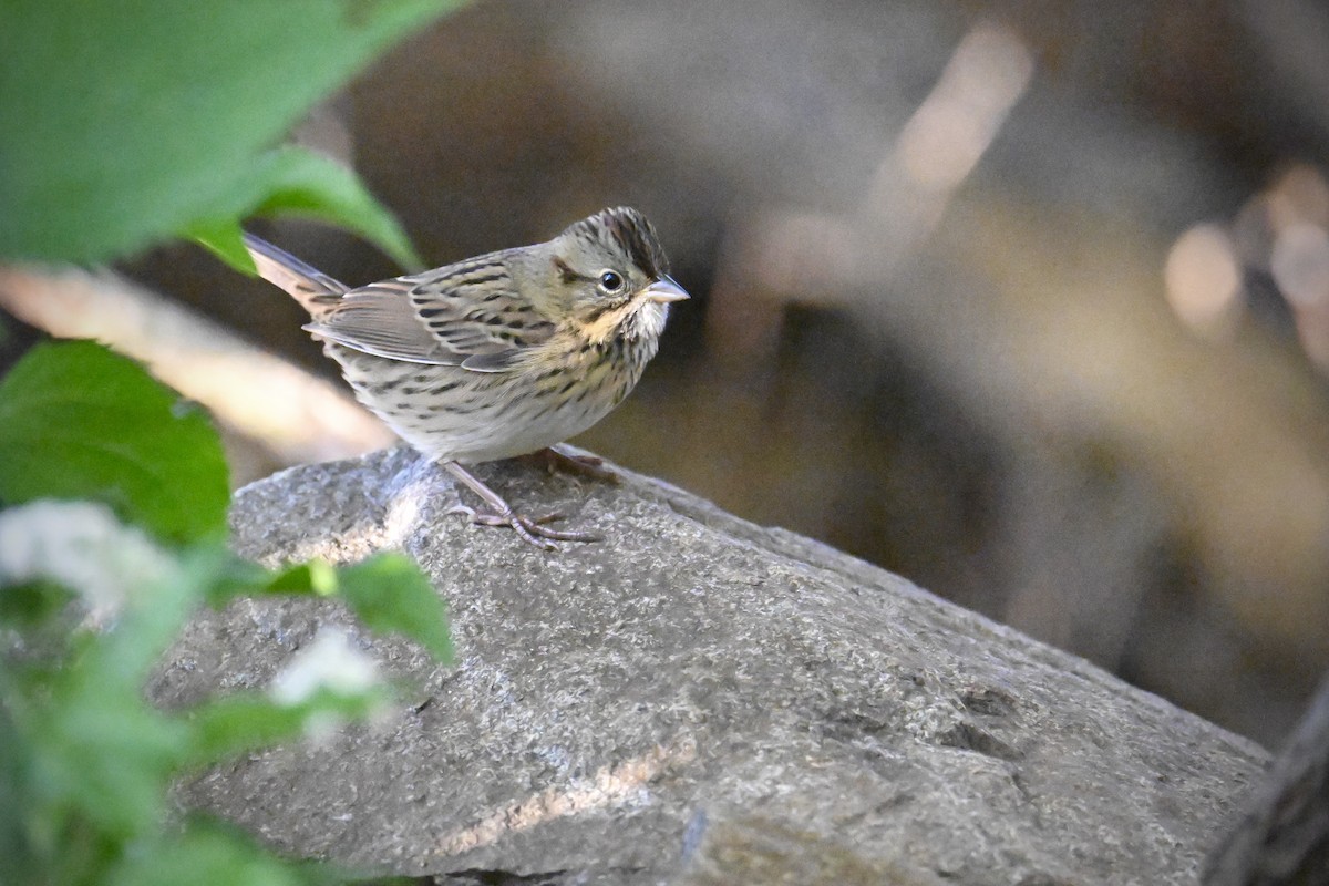 Lincoln's Sparrow - ML642536937
