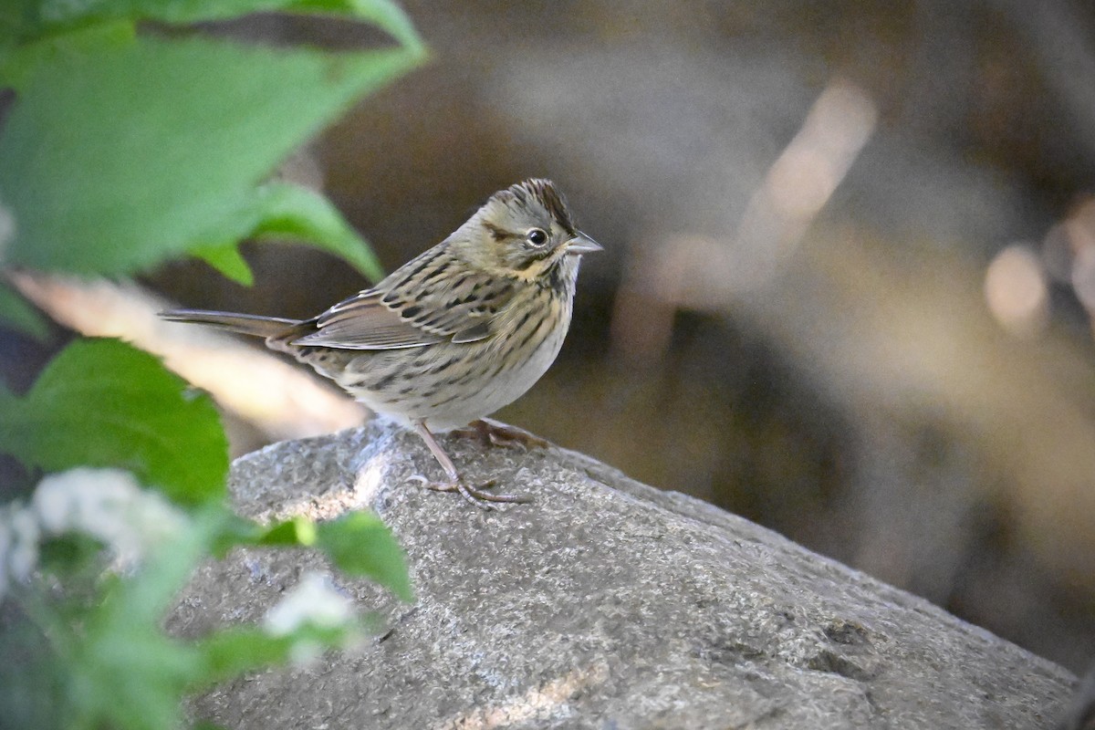 Lincoln's Sparrow - ML642536938