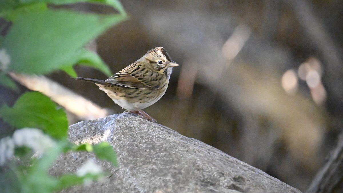 Lincoln's Sparrow - ML642536939