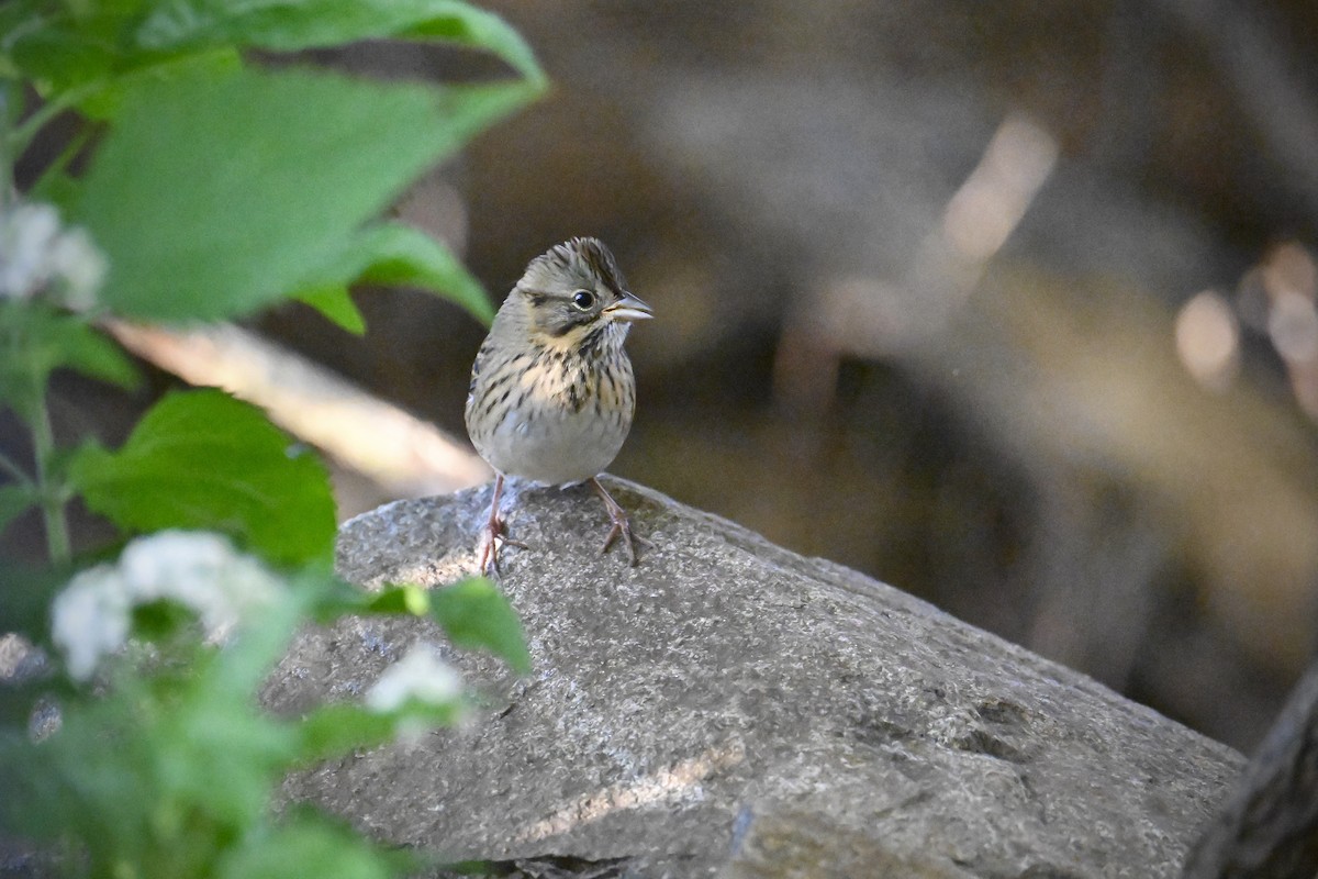 Lincoln's Sparrow - ML642536940