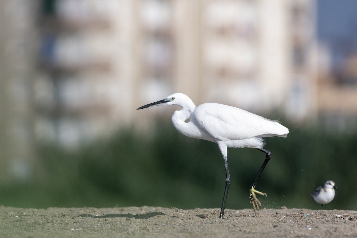 Little Egret - ML642536948