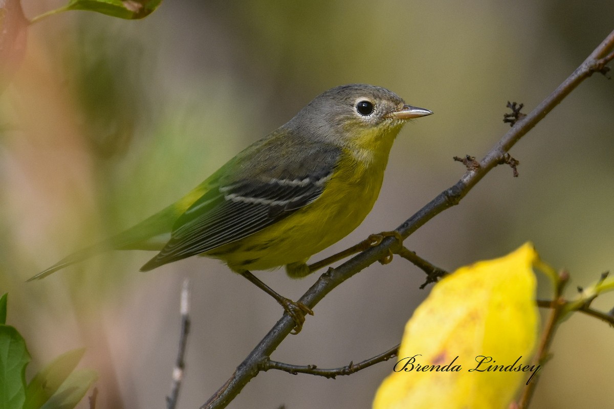 Magnolia Warbler - ML642536980