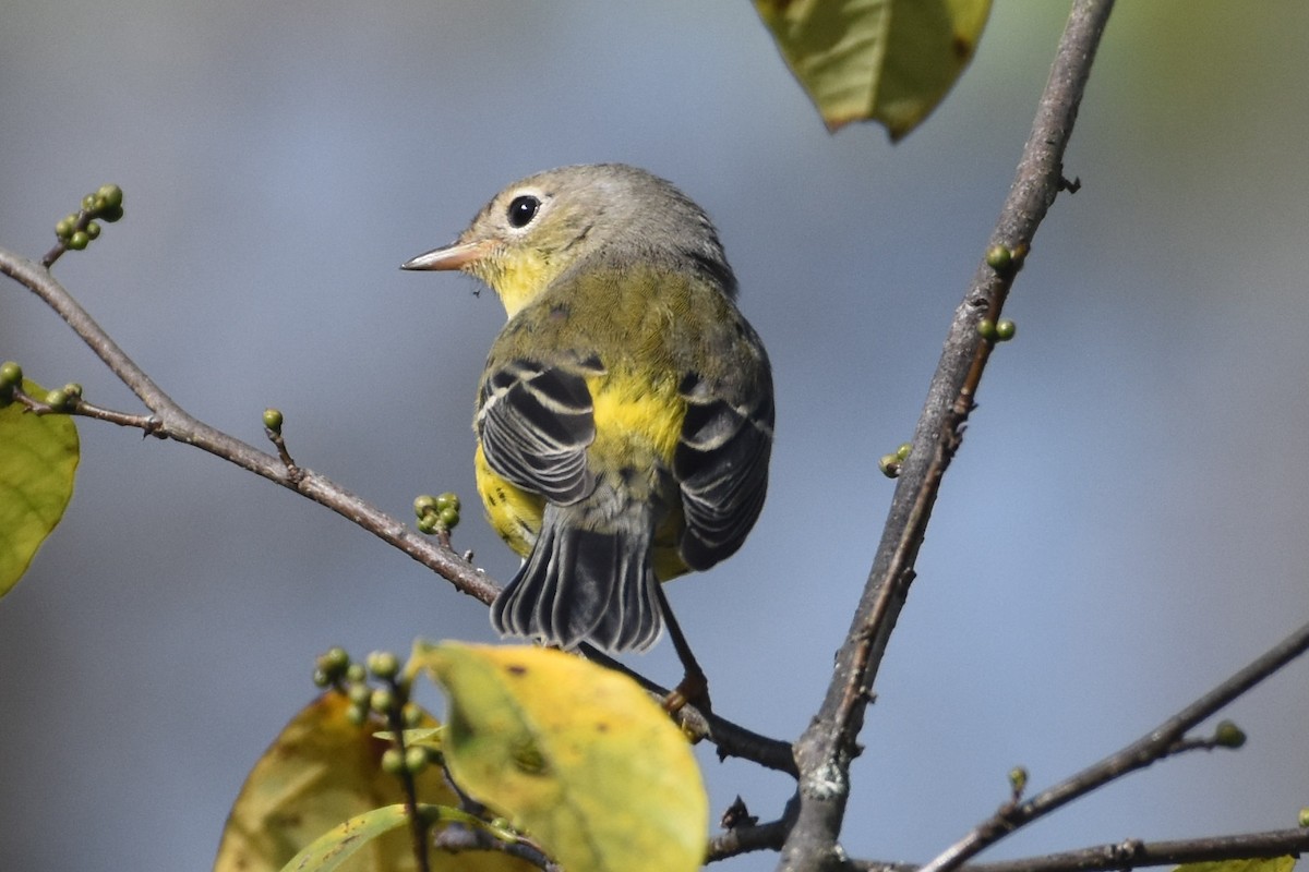 Magnolia Warbler - ML642536981