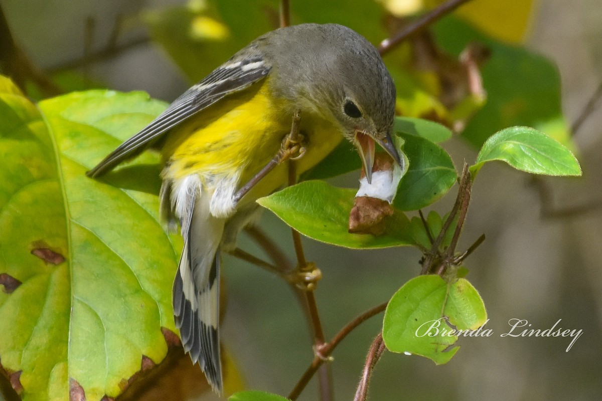 Magnolia Warbler - ML642536982