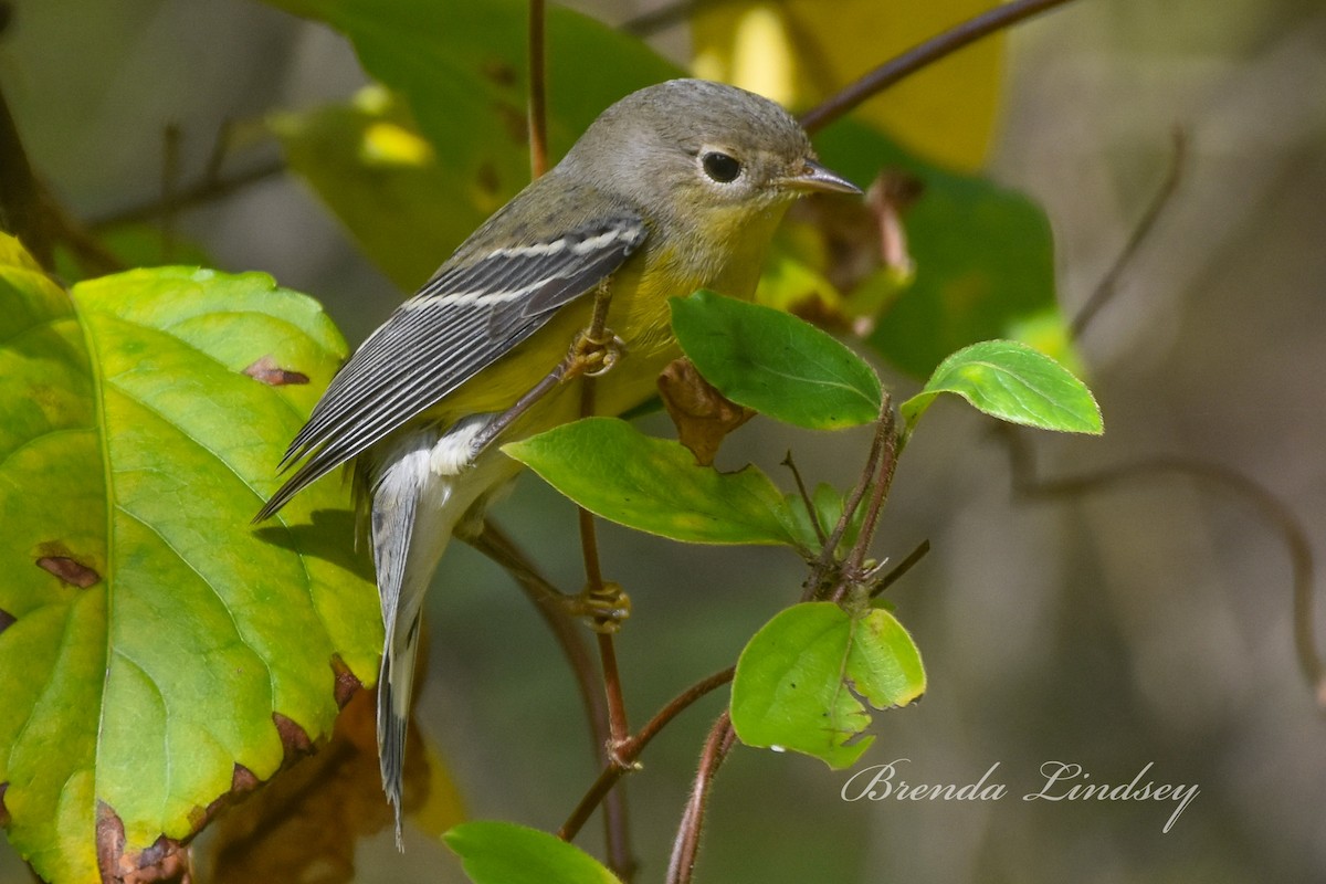 Magnolia Warbler - ML642536983