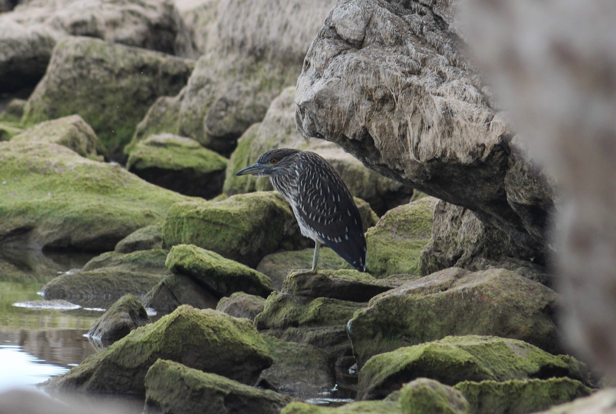 Black-crowned Night Heron - ML642536993