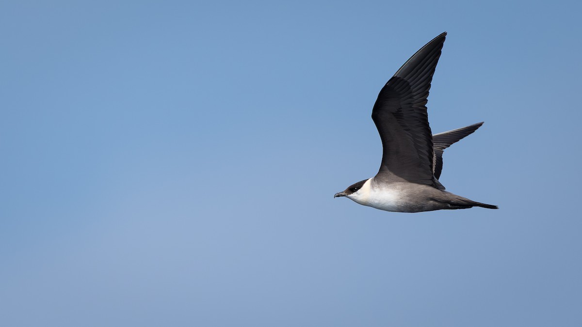 Long-tailed Jaeger - ML642537003