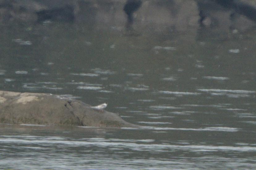 Common Tern - ML642537004