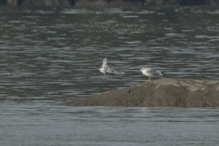 Common Tern - ML642537005