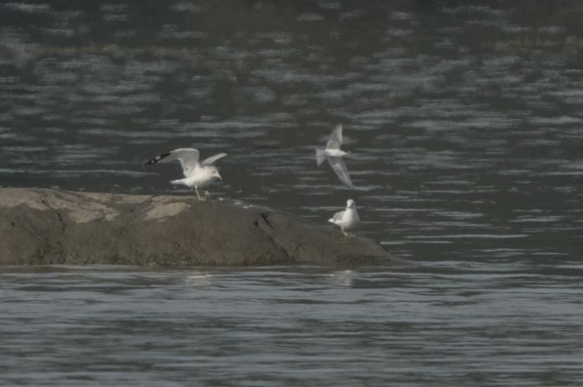 Common Tern - ML642537006