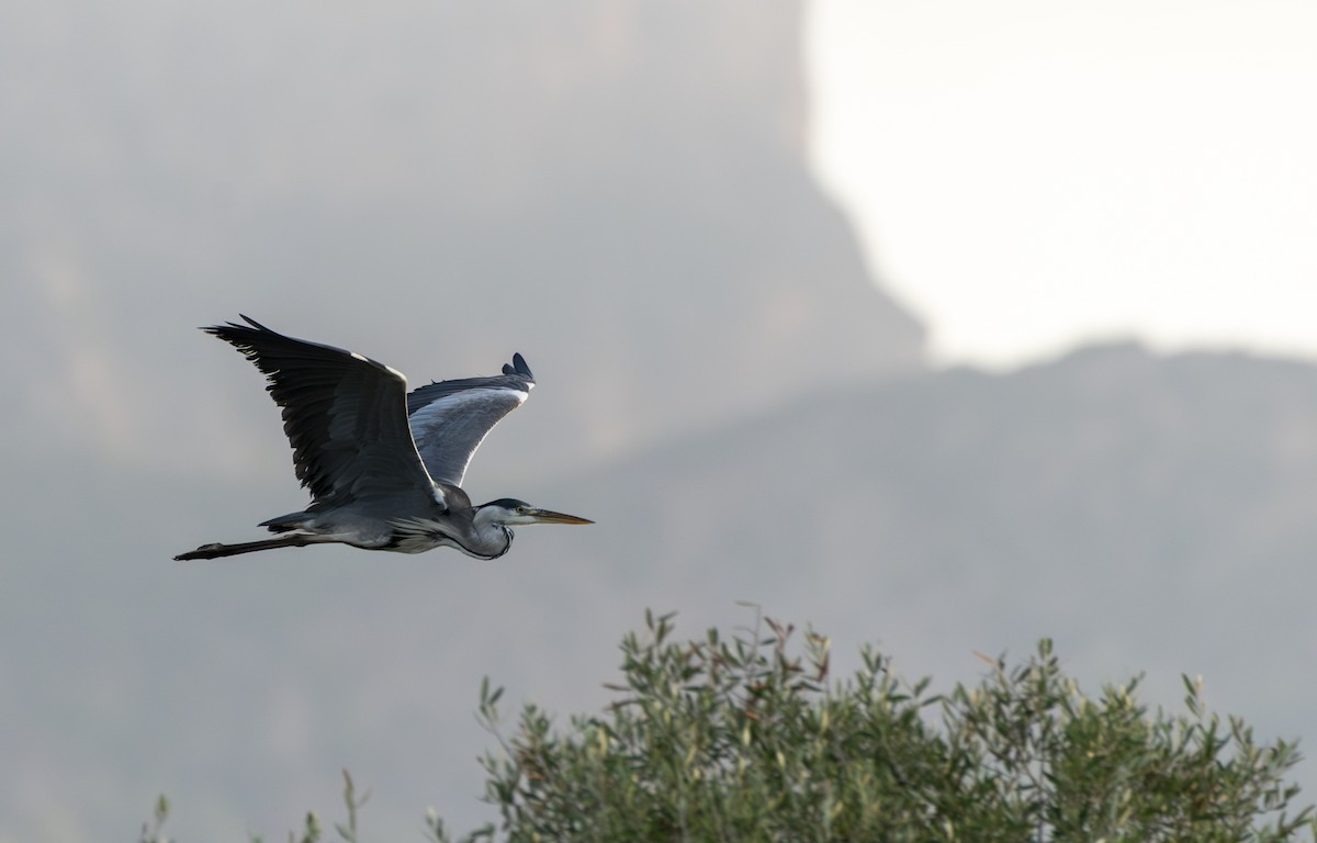 Gray Heron - ML642537008