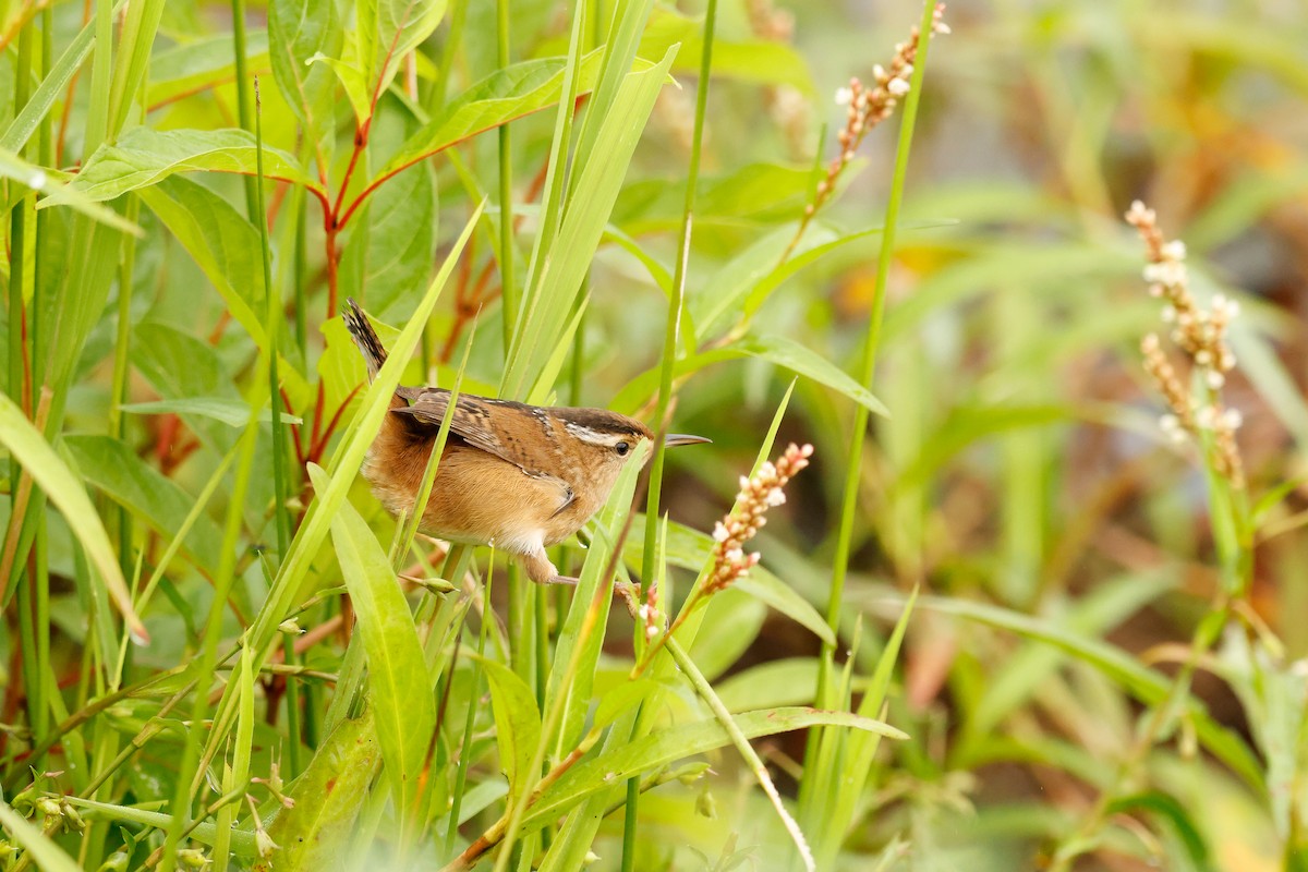 Marsh Wren - ML642537017