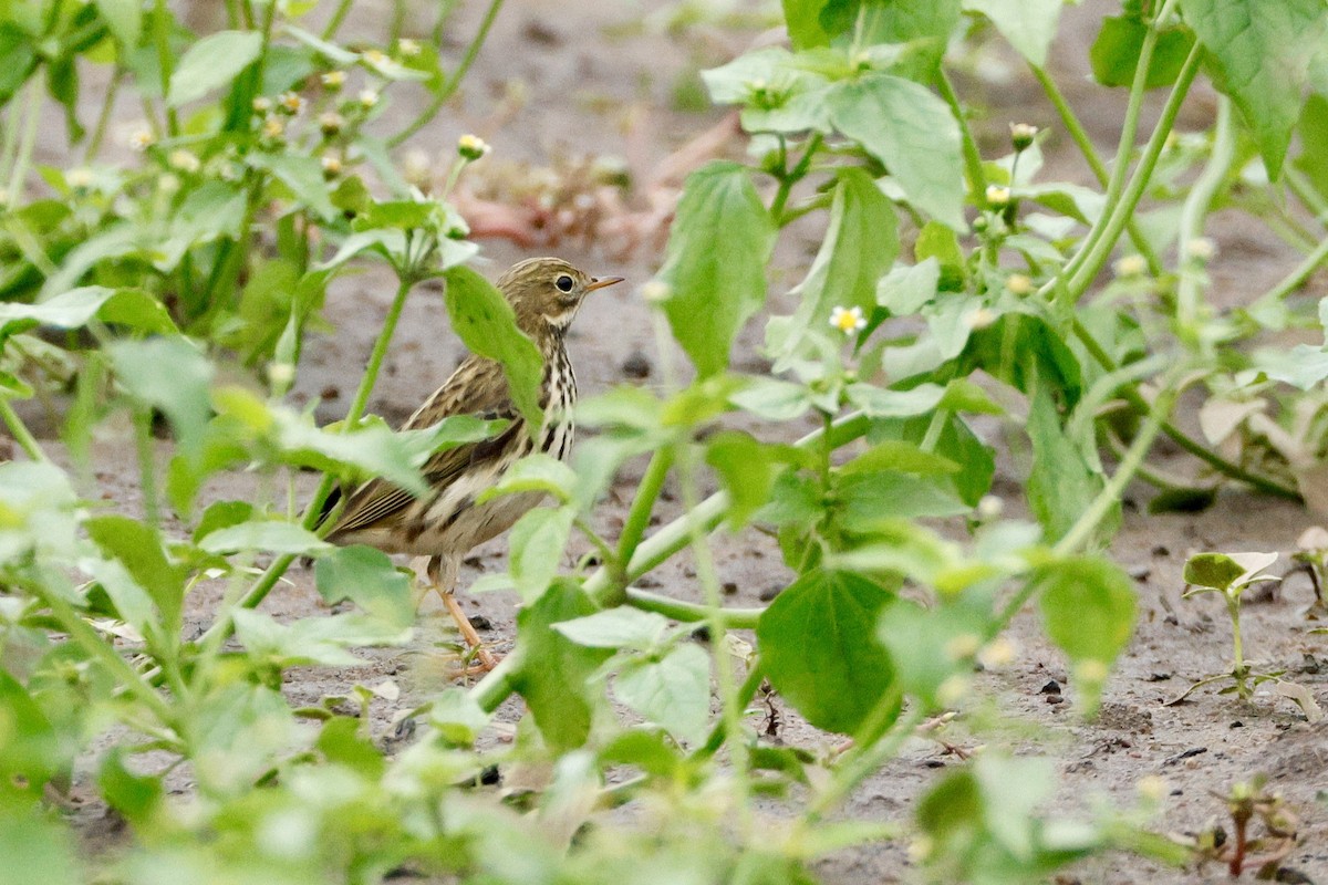 Meadow Pipit - ML642537019