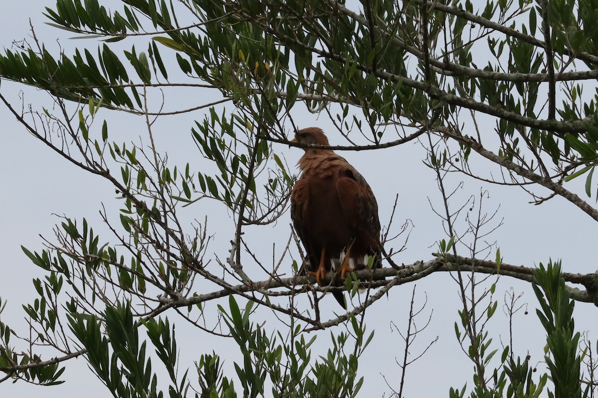 káně savanová - ML642537023