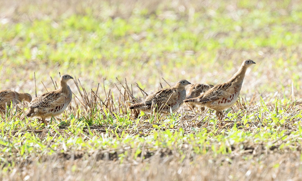 Gray Partridge - ML642537027
