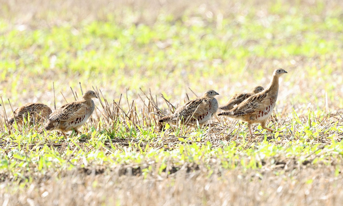 Gray Partridge - ML642537030