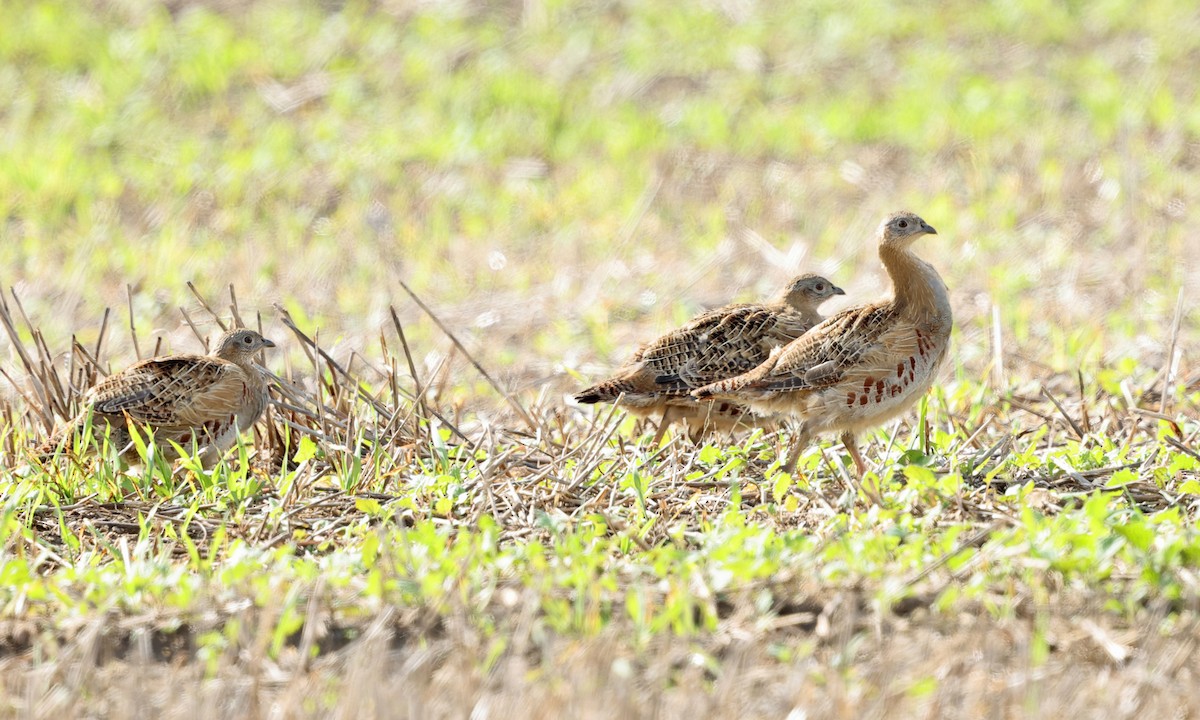 Gray Partridge - ML642537033