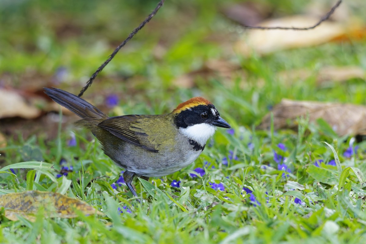 Chestnut-capped Brushfinch (Chestnut-capped) - ML642537109